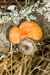 Image showing Polypore