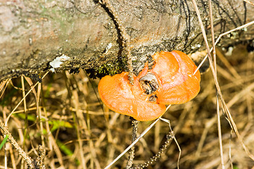 Image showing Polypore