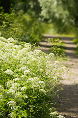 Image showing Dirt road