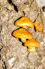 Image showing Polypore