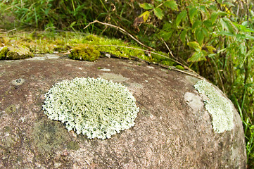 Image showing Lichen and moss