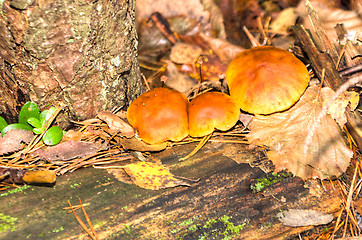 Image showing Polypore