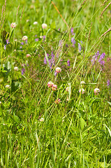 Image showing Meadow