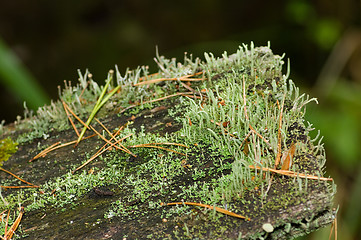 Image showing Lichen