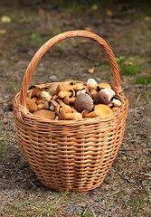 Image showing Basket with mushrooms