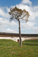 Image showing lonely tree symbol of life