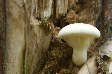 Image showing Mushroom