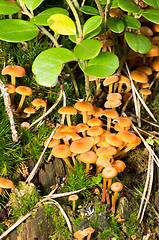 Image showing Mushrooms