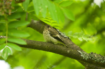 Image showing Little bird