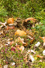 Image showing Mushrooms