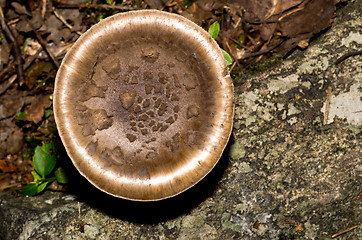 Image showing Mushroom