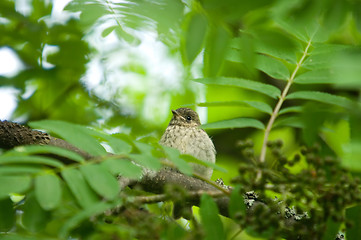 Image showing Little bird