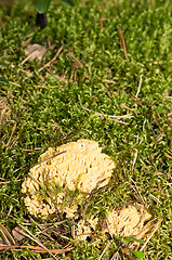 Image showing Mushroom