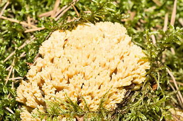 Image showing Mushroom