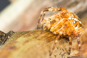 Image showing Spider