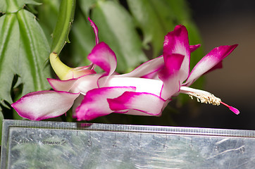 Image showing Flowers