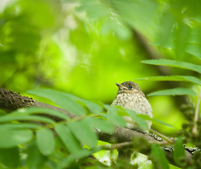 Image showing Little bird