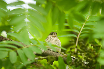 Image showing Little bird