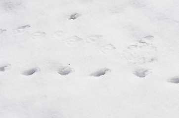 Image showing Footprints