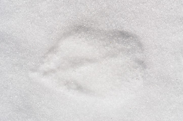 Image showing Footprints