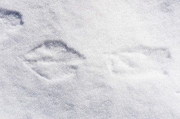 Image showing Footprints