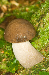 Image showing Mushroom