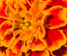 Image showing Tagetes