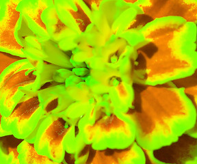 Image showing Marigold