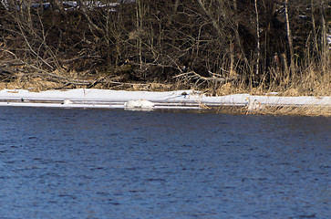 Image showing Swans