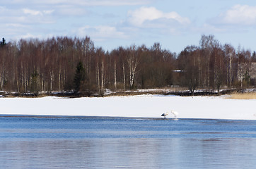 Image showing Swans