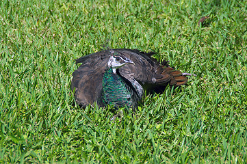 Image showing Peahen sitting in a field of grass
