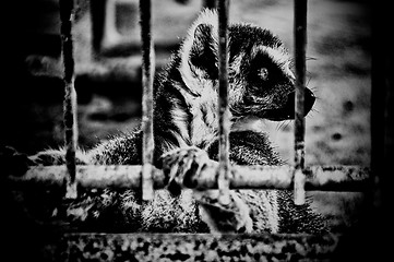 Image showing Profile of lemur in a cage