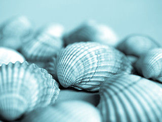 Image showing Shells