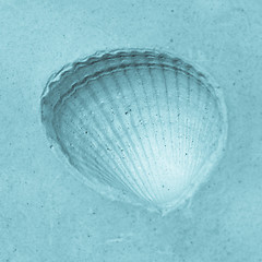 Image showing Shell fossil