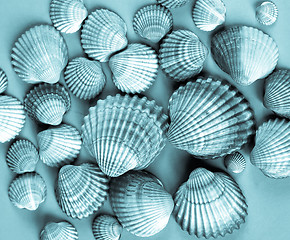 Image showing Shells picture