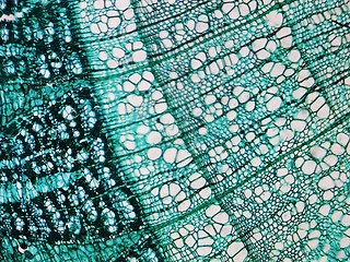 Image showing Pine Wood micrograph