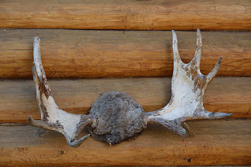 Image showing Moose horn