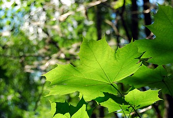 Image showing Maple leaf bokeh