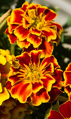 Image showing Marigold