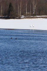 Image showing Swans