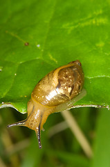 Image showing Gastropoda