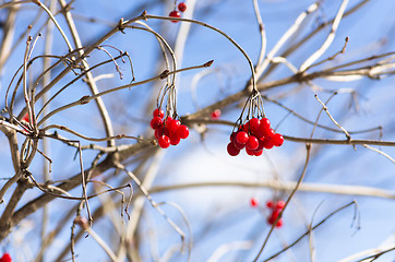 Image showing Berries