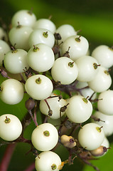 Image showing White berries
