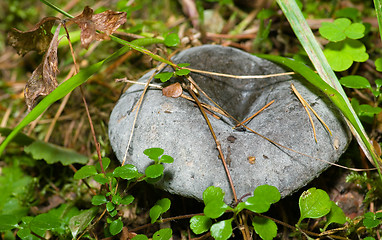 Image showing Mushroom