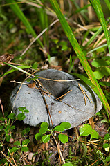 Image showing Mushroom