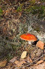 Image showing Fly agaric