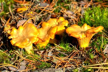 Image showing Cantharellus cibarius