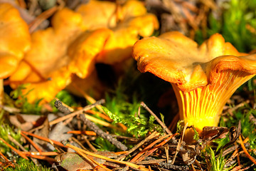 Image showing Cantharellus cibarius