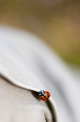 Image showing Ladybug