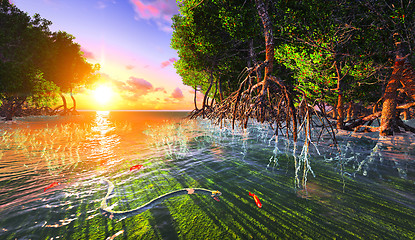 Image showing Red mangove shore